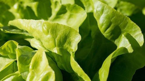 Protein Drug Grown in the Leaves of Lettuces To Treat Pulmonary Arterial Hypertension