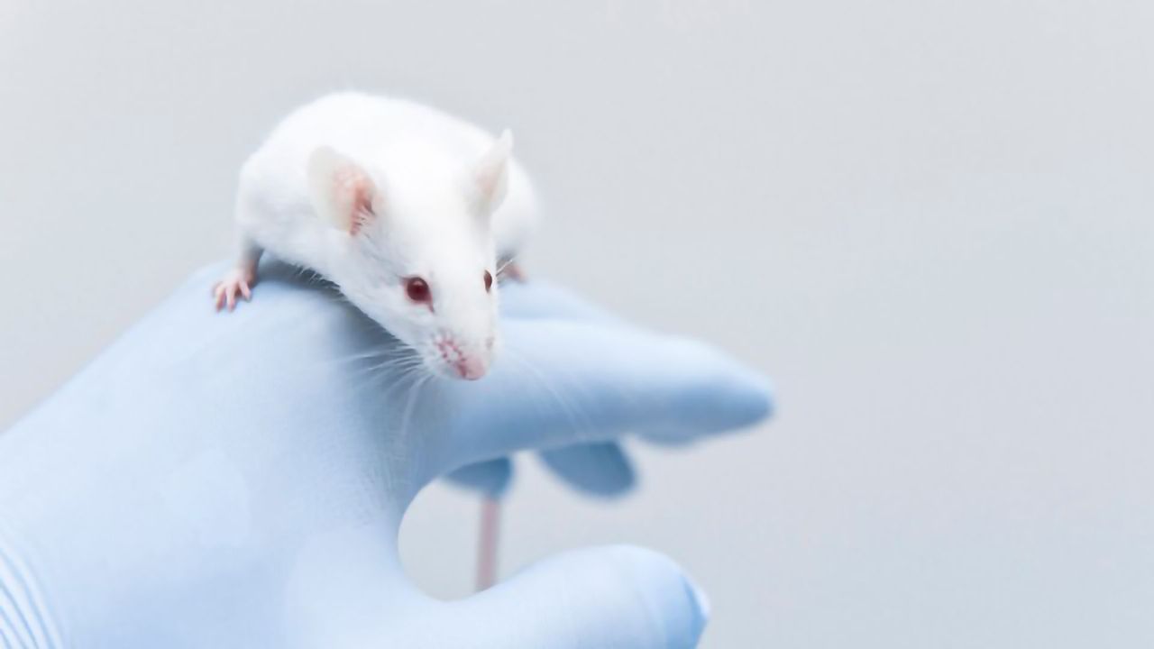 Olfactory Bulb Neurons Tied to Autism Hypersensitivity in Mouse Study