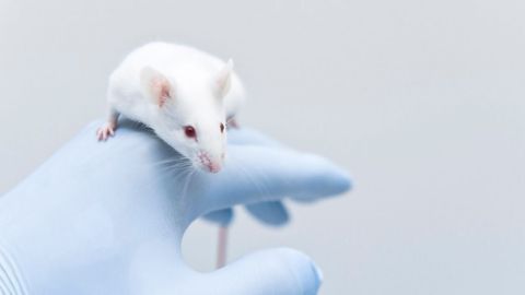 Olfactory Bulb Neurons Tied to Autism Hypersensitivity in Mouse Study