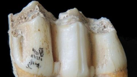Real "Paleo Diet" Laced With Informative Heavy Metal