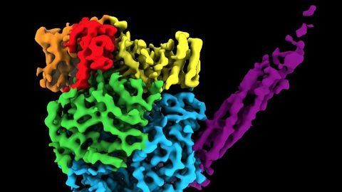 Atomic Structures of Flu, Measles, Mumps and RSV Mapped