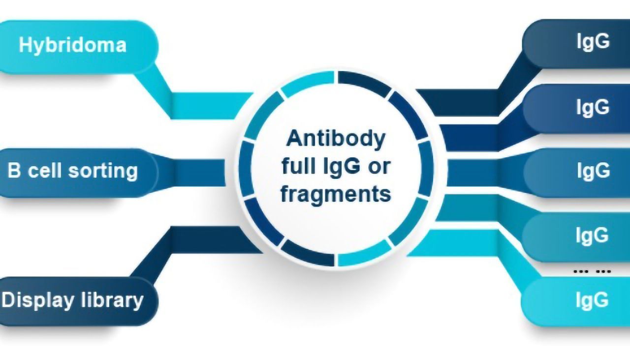 High Throughput Gene to Antibody Production to screen MORE