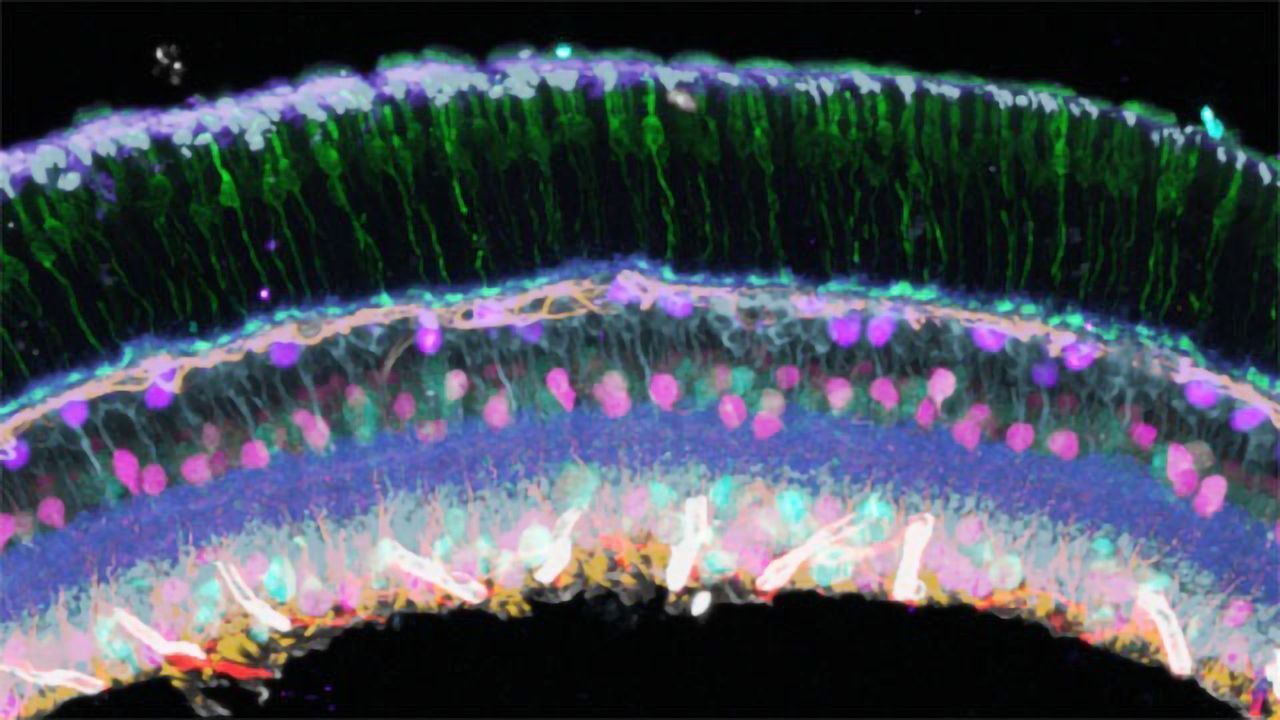 Multiplex Imaging Technique Provides Detailed View of a Mouse Retina