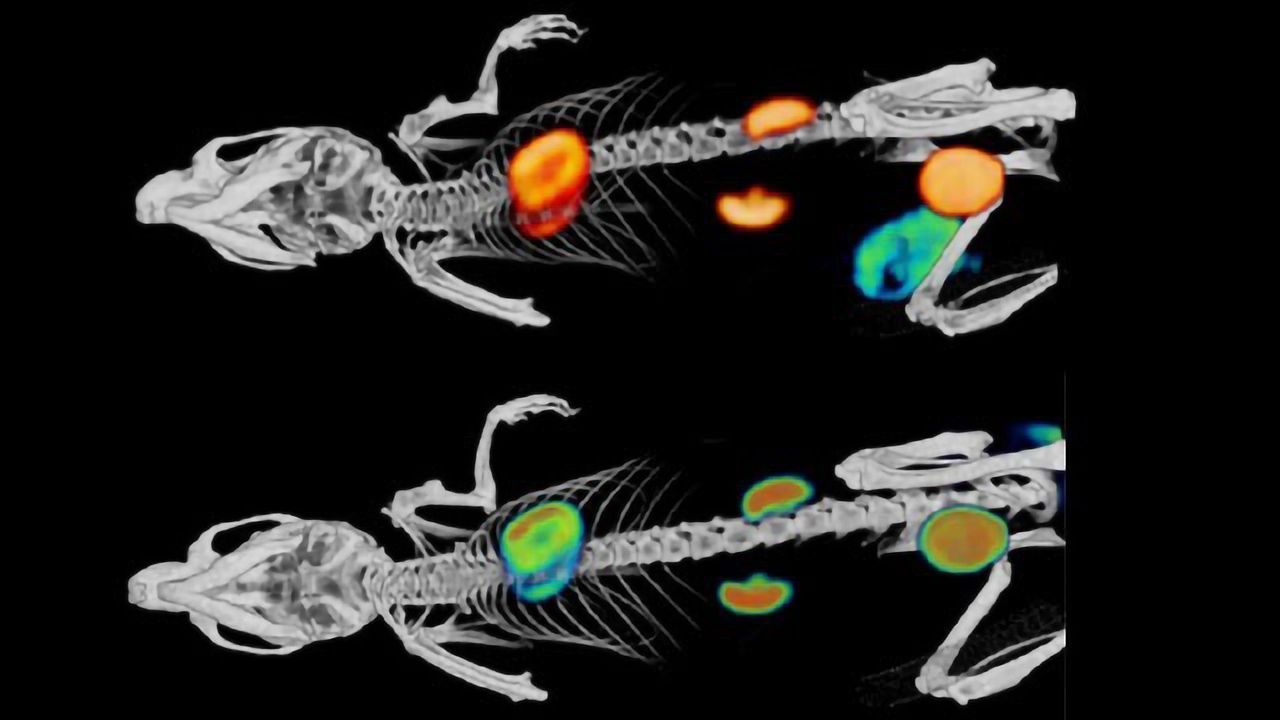 The Power of Positrons: PET/CT Advances Preclinical Pharmaceutical Research