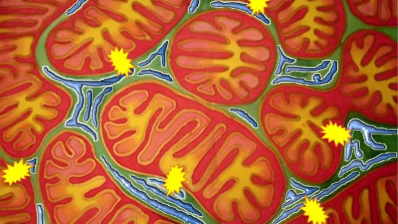 Unexpected Insights Into the Dynamic Structure of Mitochondria