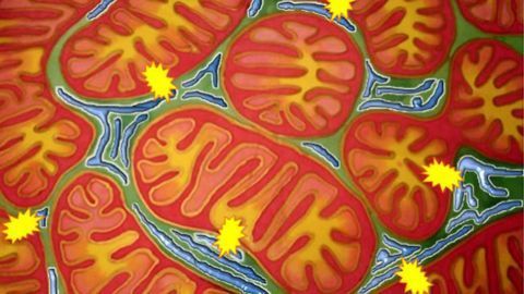 Unexpected Insights Into the Dynamic Structure of Mitochondria