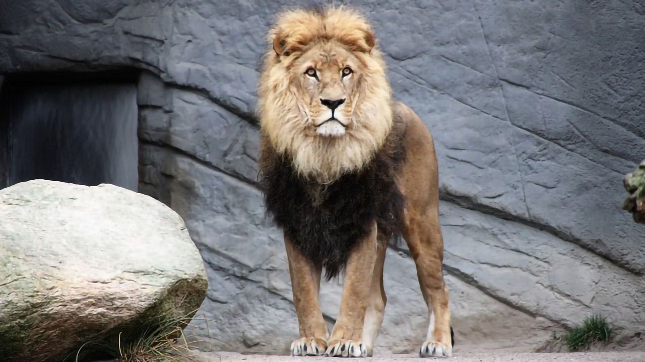 Digital Camera Records a Lion's Heart Rate From 40 Meters