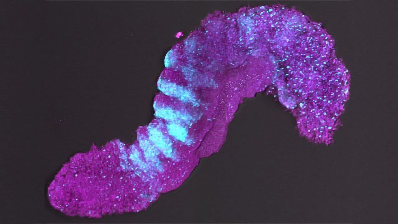 More Accurate Stem-cell Model of Early Developing Mouse Embryo Developed
