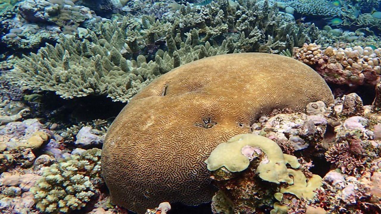 The Epigenetic Memory of Stress Flows Through Generations in Coral