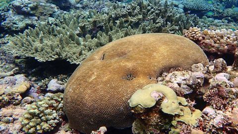 The Epigenetic Memory of Stress Flows Through Generations in Coral