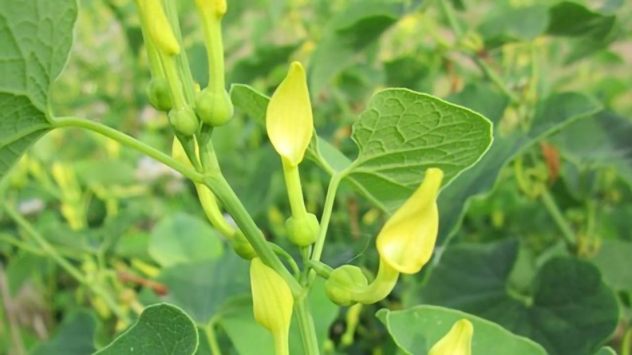 Problems of Weeds in the Water
