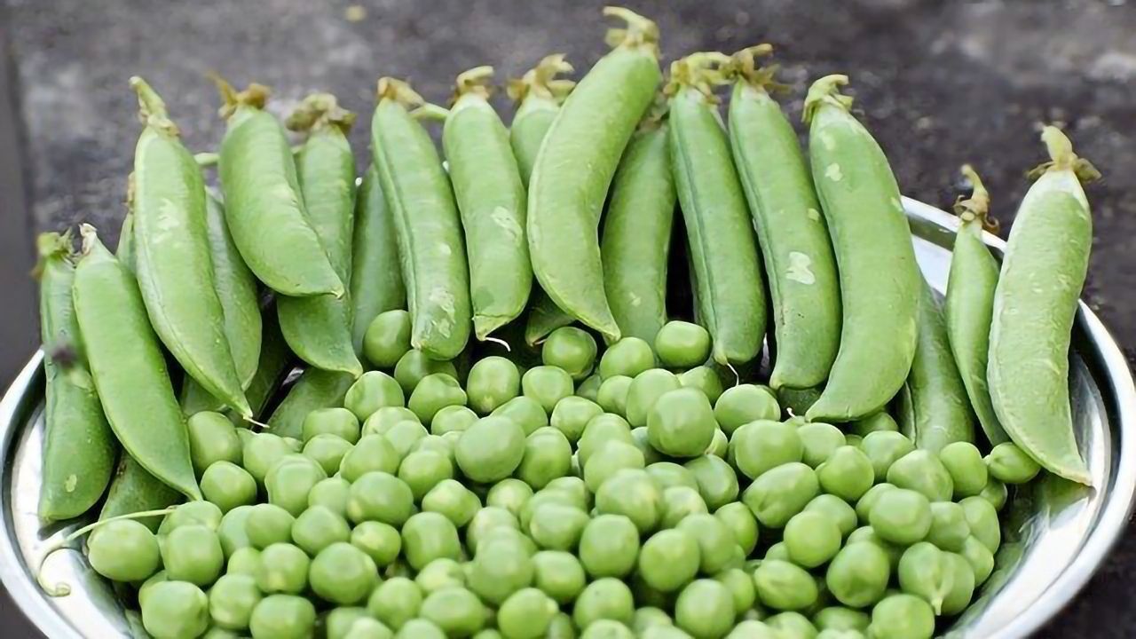 Peas an Unlikely Hero in Gin World-first!