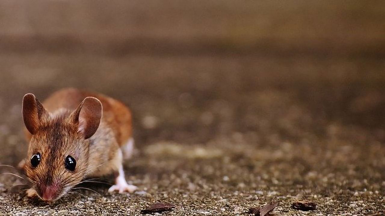 Cracking the Mouse Communication Code