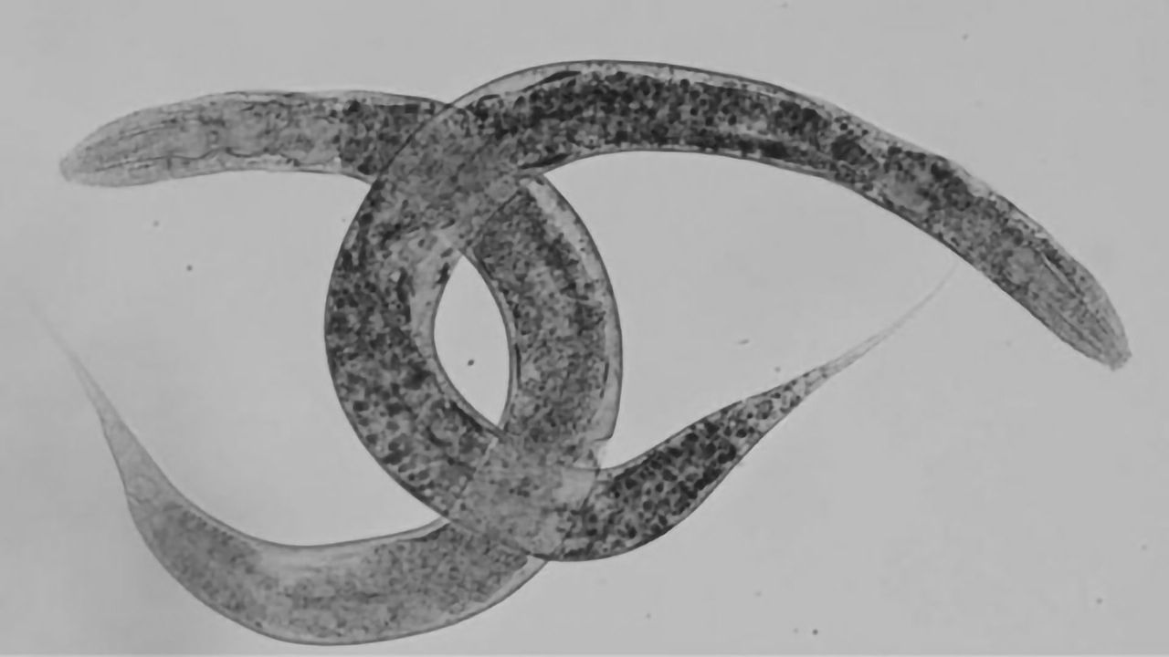 New Worm Model To Progress Study of Rare Disease