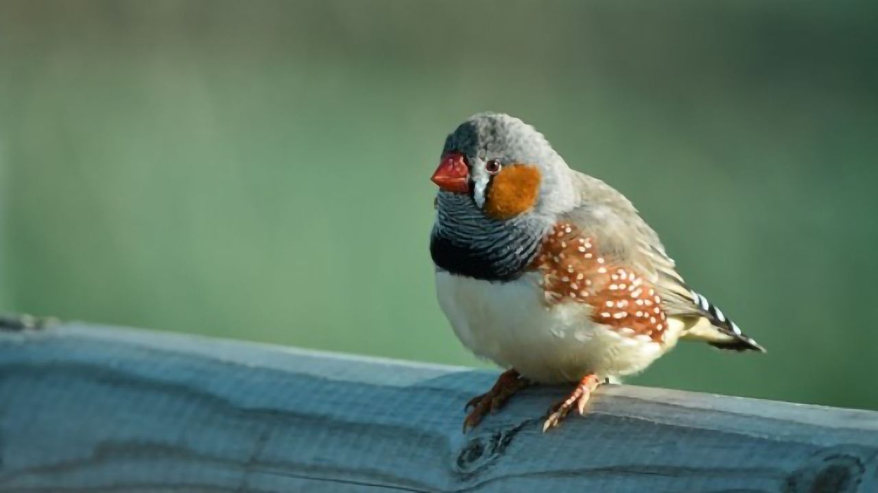 What Birdsong Can Teach Us About Brain Cells
