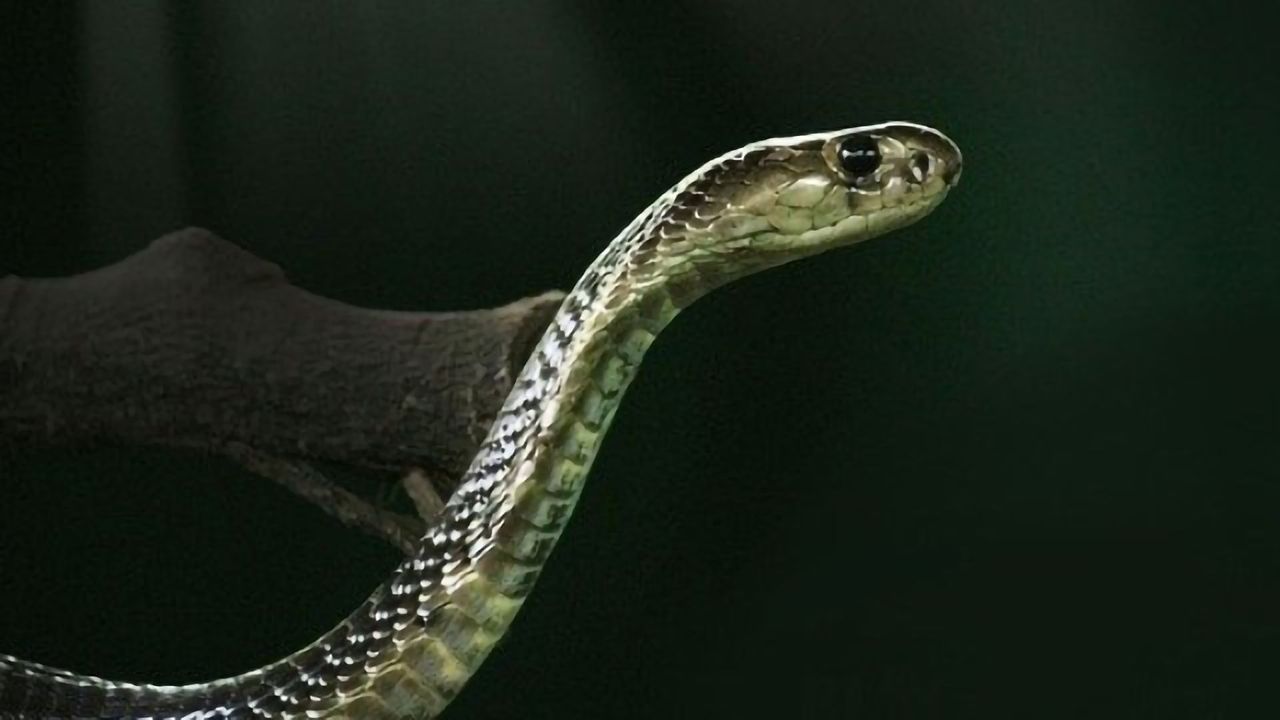 Engineering Antibodies Against Animal Venom Toxins