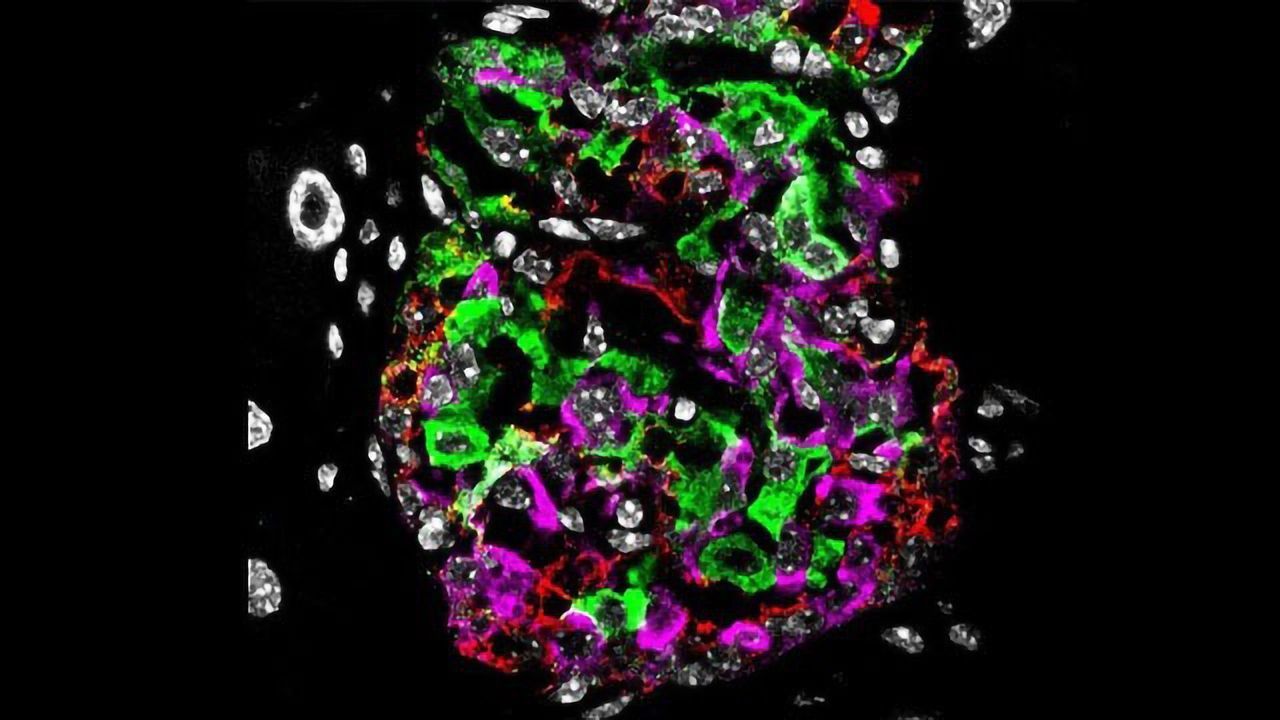 New Drug Combo Restores Beta Cell Function in Animal Model