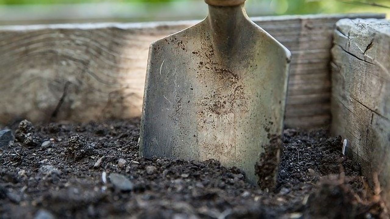 Bacteria That Could Help Combat Soil Pollution