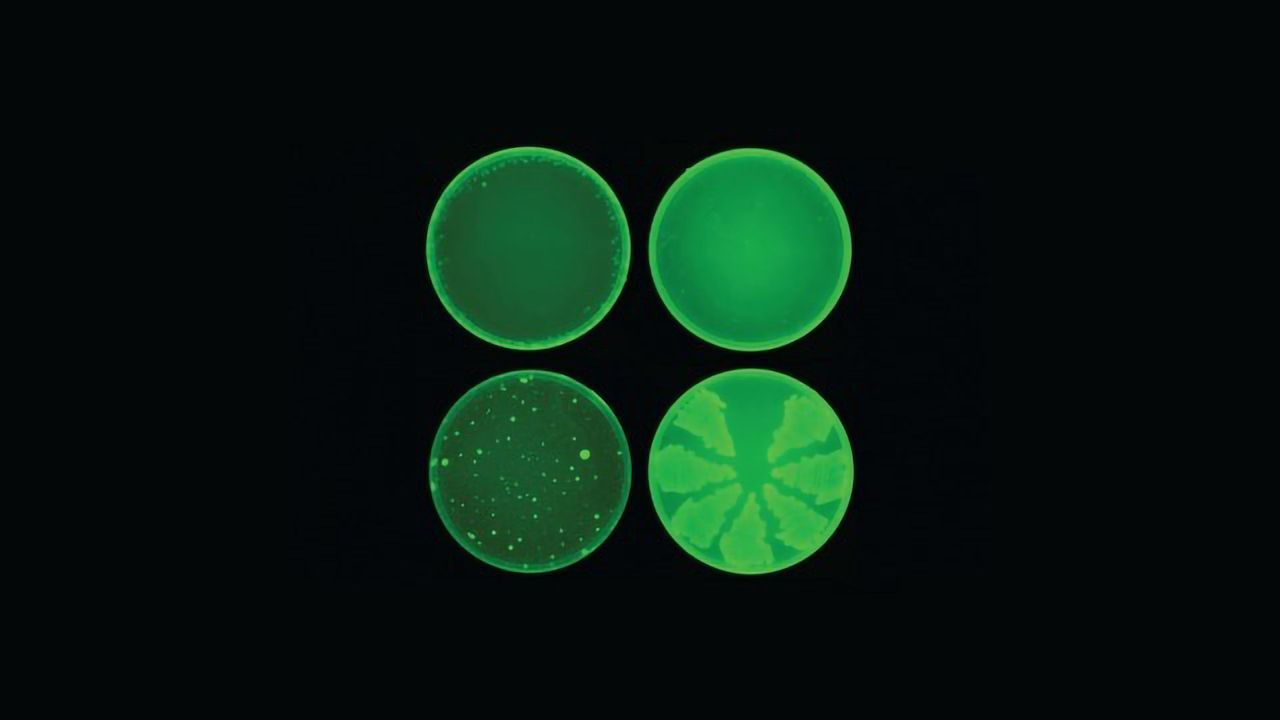 Powerful "Space Odyssey" Antibiotic Developed by AI