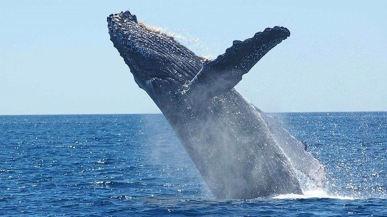 Improving Pregnancy Predictions for Whales