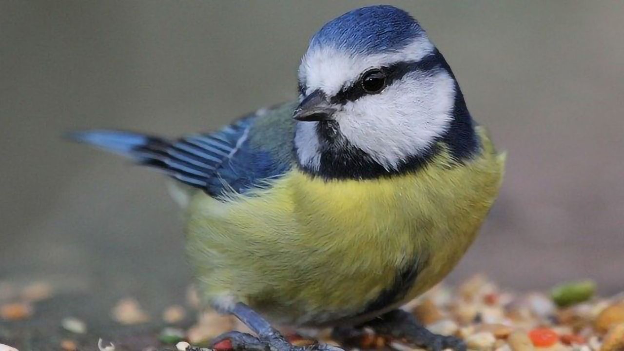 Birds Learn To Avoid Toxic Foods by Watching TV