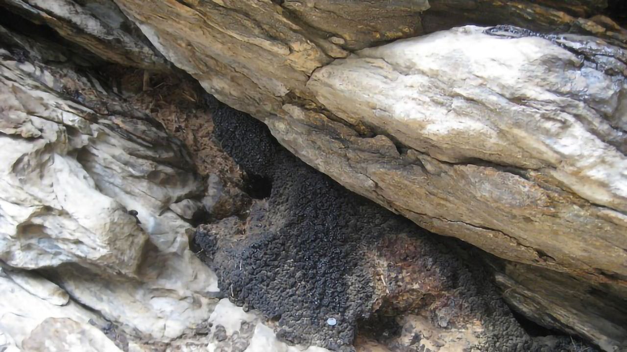 Ecological Snapshots of Earth’s Past
