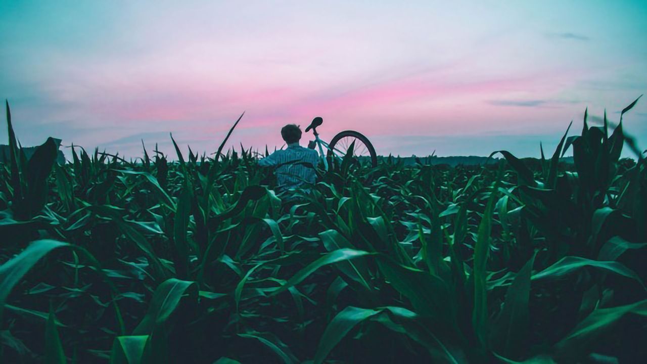 Cracking the Corn Code