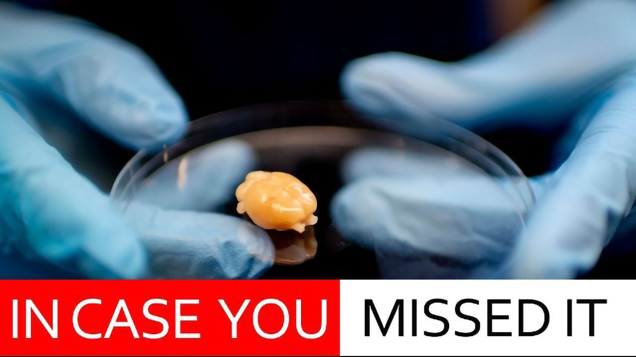Rat Study Shows Childhood Trauma Can Change the Brain (But It Can Be Changed Back)