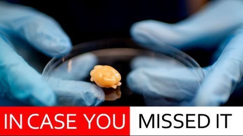 Rat Study Shows Childhood Trauma Can Change the Brain (But It Can Be Changed Back)