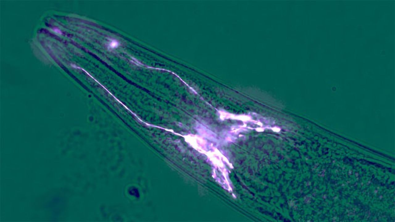 Brain Cells Can Halt Muscle Wastage, Suggests Worm Study