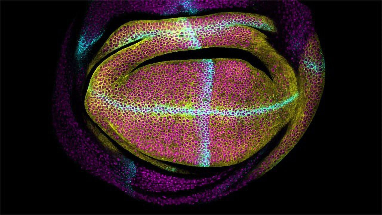 Drosophila Wing Development