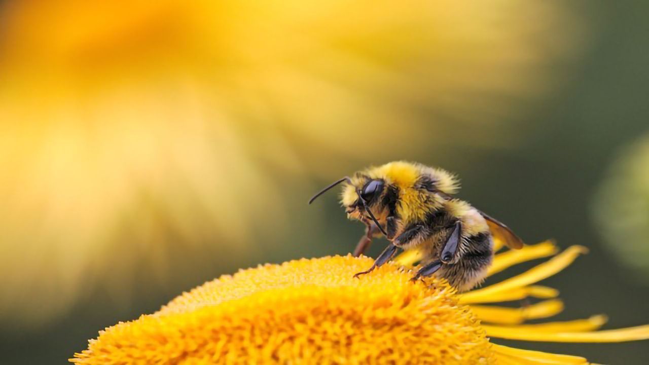 Genetically Engineered Bacteria Protect Honey Bees Against Parasites