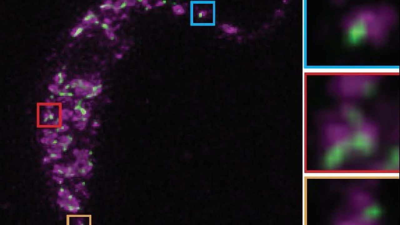Functional Studies Aid Fight Against Parasitic Diseases