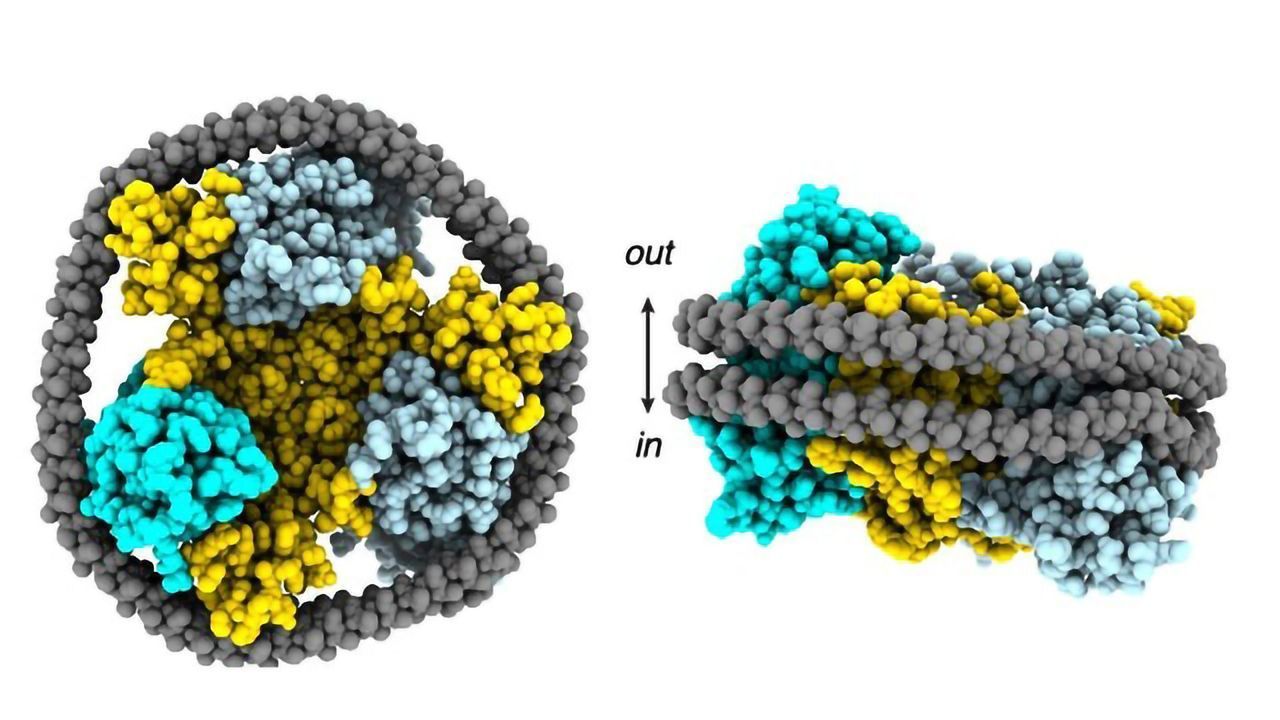 Protein Uses Three Independent Lifts To Maneuver Goods