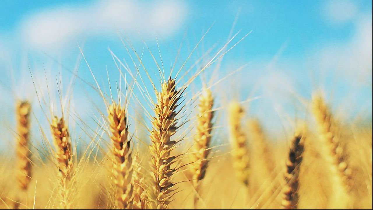 Toxins Identified in Cereal Crops With Rapid Test