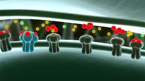 Antibody Equals Antidepressant?