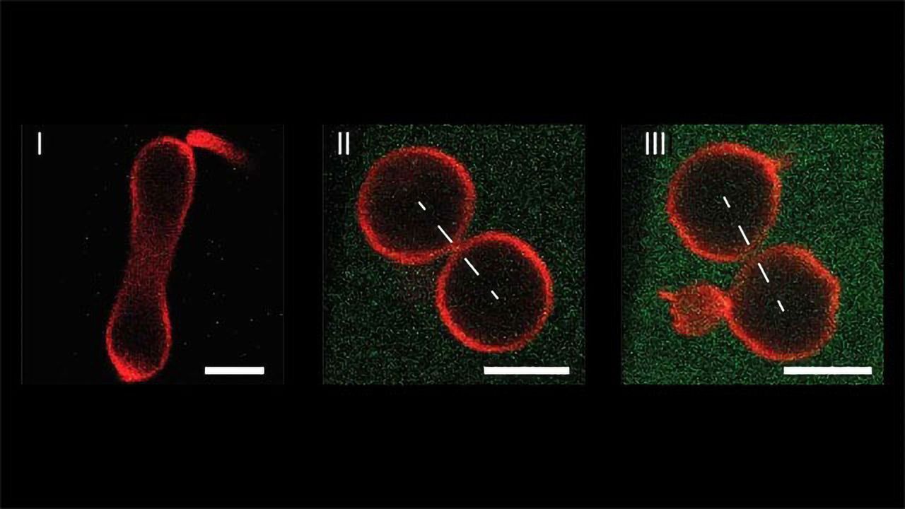 Mechanically Controlled Division of Artificial Cells