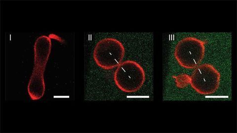 Mechanically Controlled Division of Artificial Cells