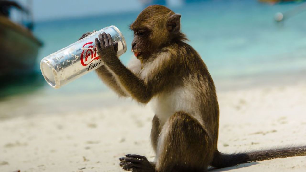 What Makes a Monkey Drink Alone?