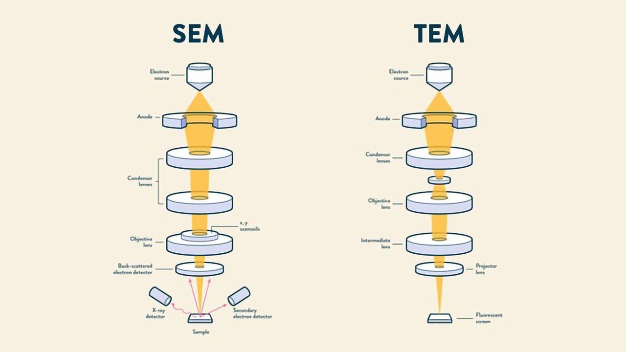 SEM vs TEM