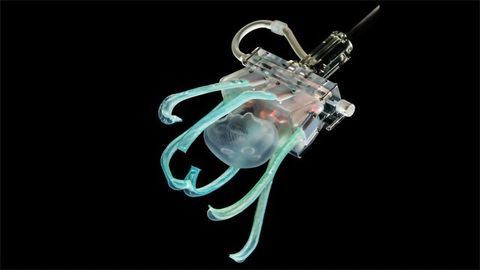 Soft Robotic "Linguine" Fingers a Kinder Way To Study Marine Life