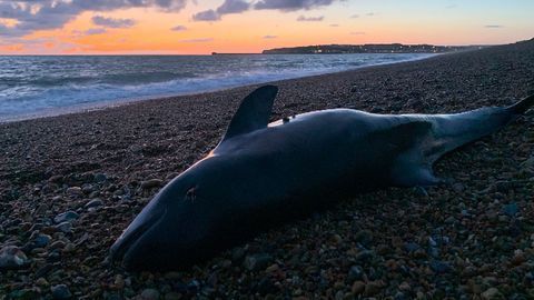 Marine Mammals Still Poisoned by Banned Chemicals