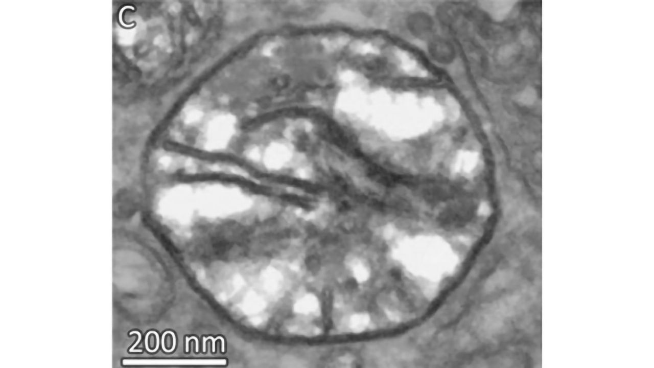 Unique Non-oxygen Breathing Animal Discovered