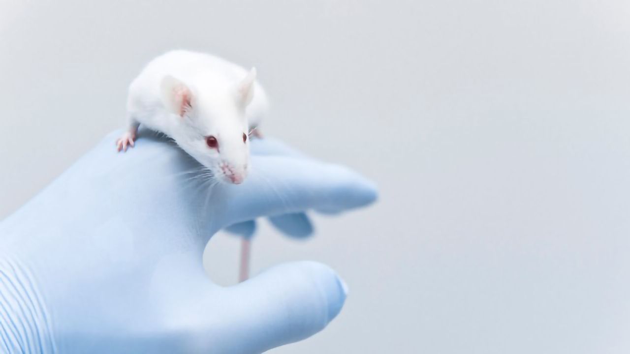 Diabetes in Mice Cured Rapidly Using Human Stem Cell Strategy