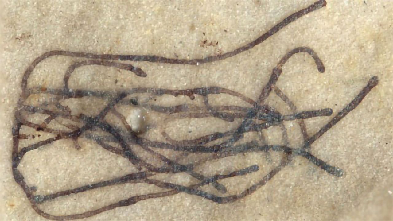 Paleontologists Pin Down Plant's Ancestors