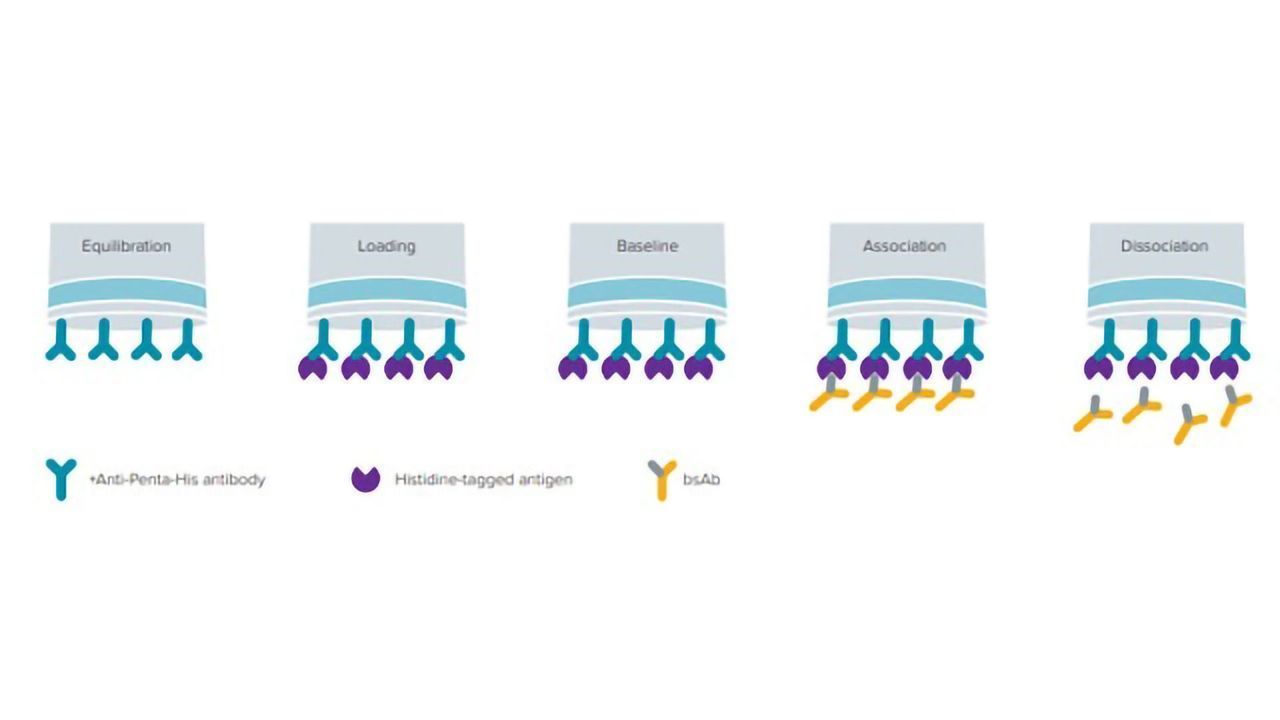 A Rapid Method to Quantitatively Screen Bispecific Antibody Using Protein A and His1K Biosensors