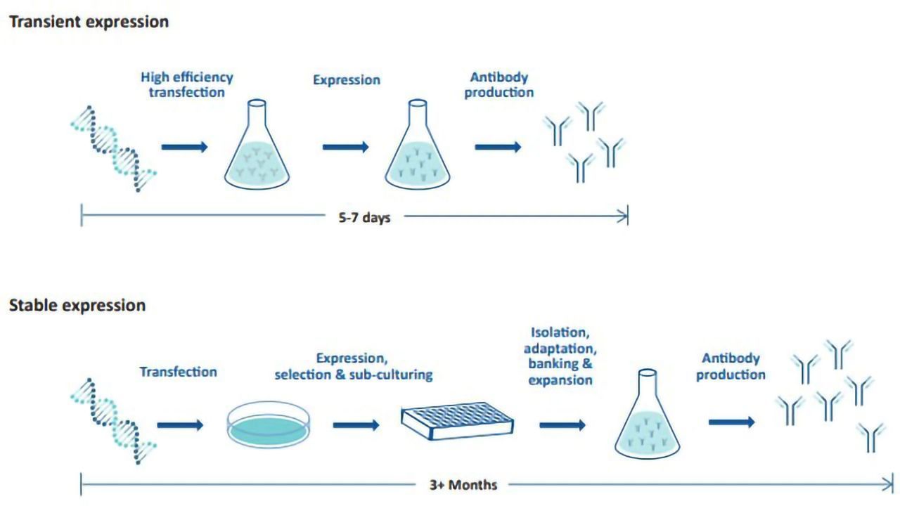 6 Steps for Optimizing Recombinant Antibody Expression