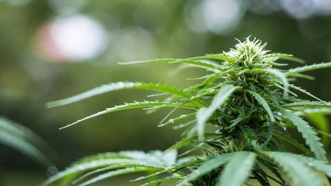Team Explore Hidden Antibiotic Potential of Cannabis