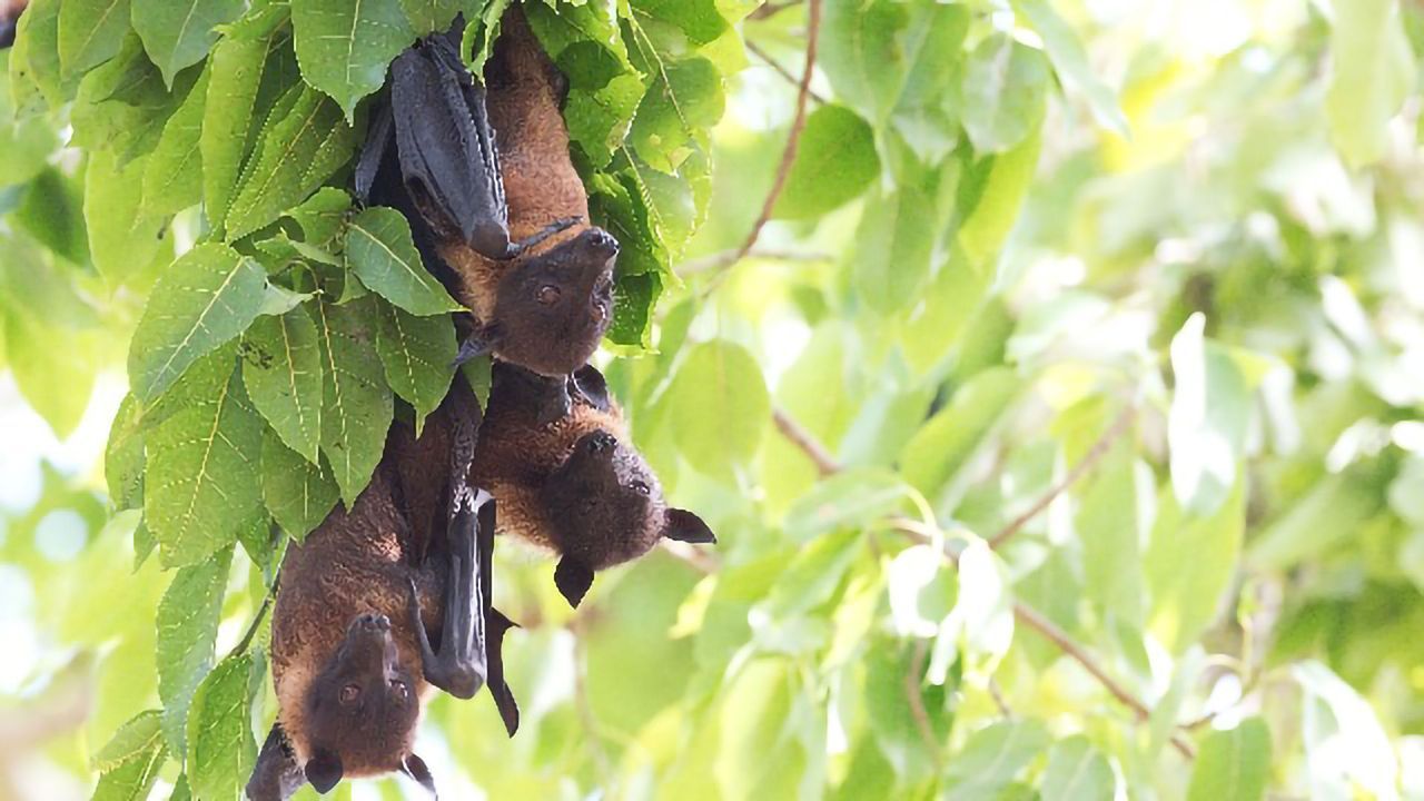 Bats May Be Developing Resistance to Devastating Fungal Disease