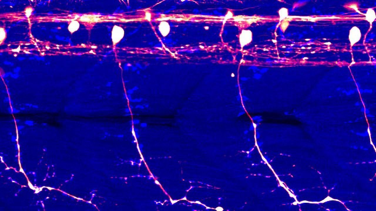 Blue Light Illuminates an ALS Mystery